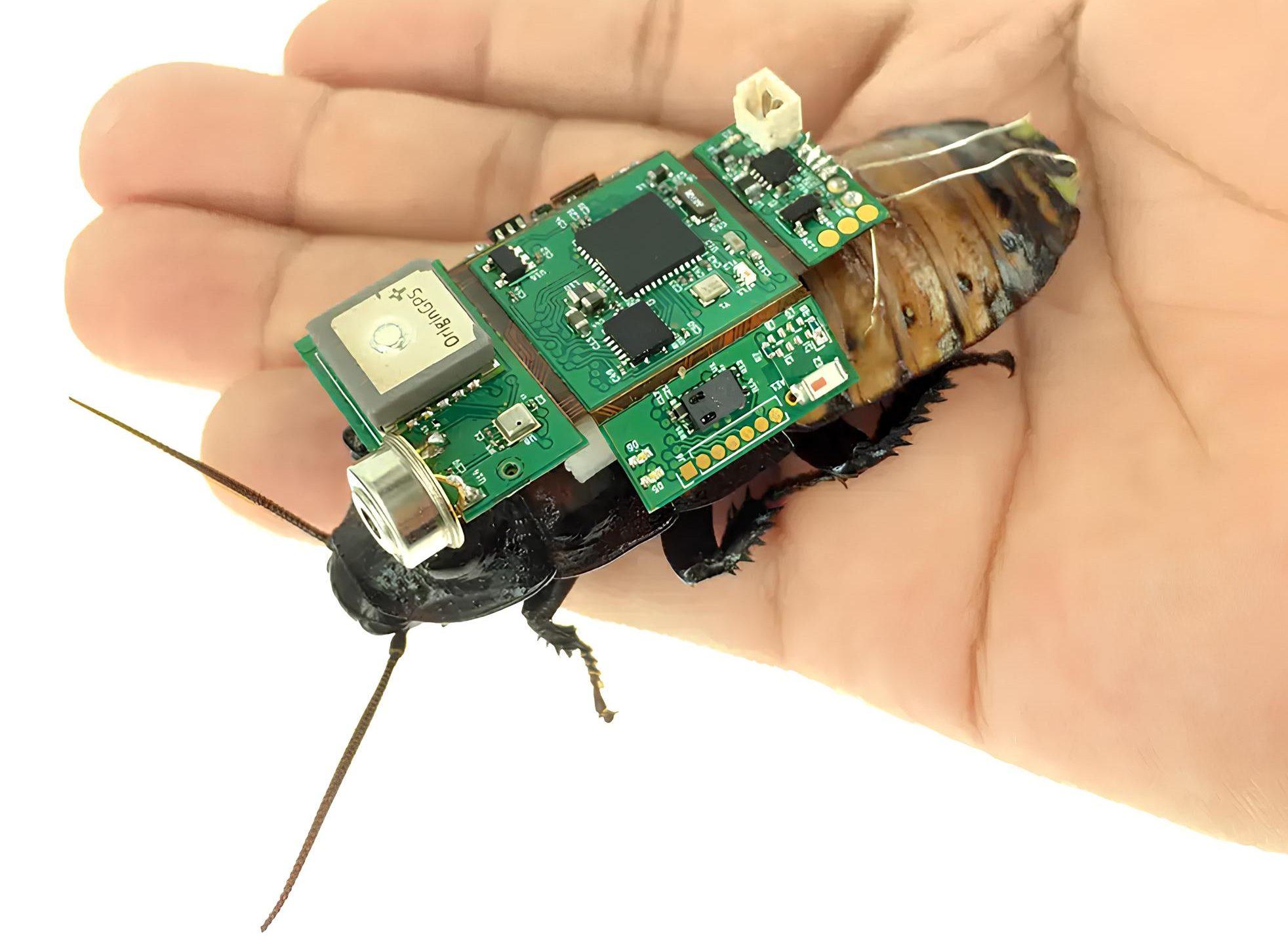 Đột phá công nghệ: Gián cyborg được sử dụng trong cứu hộ - Techlade