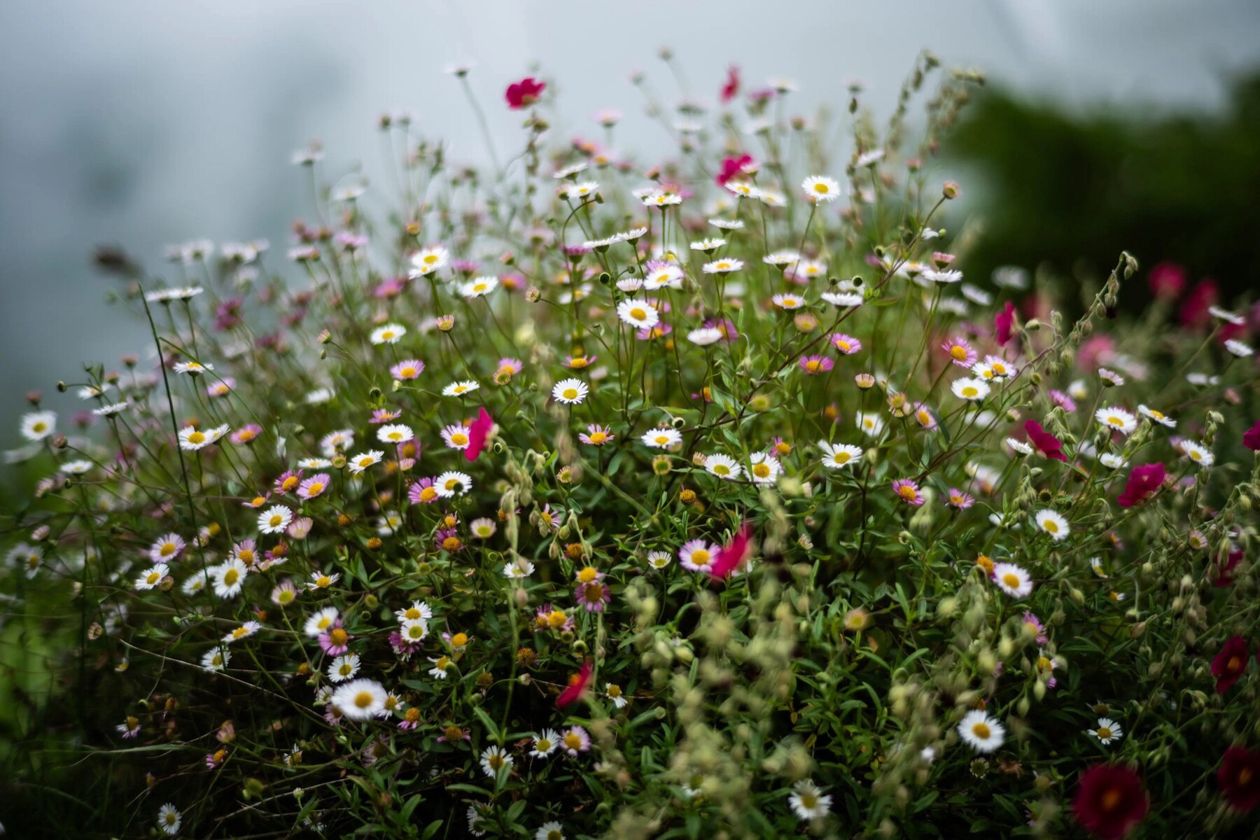 Leica "hồi sinh" ống kính Summilux 50mm f/1.4 cổ điển - Techlade