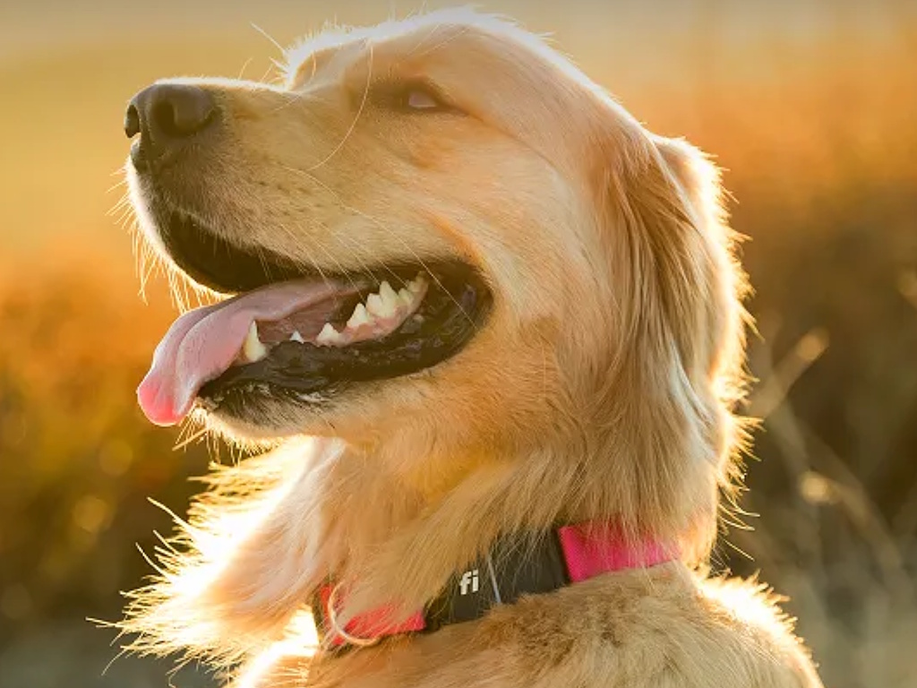 Vòng cổ thông minh Fi Series 3+ ra mắt: Theo dõi sức khỏe AI, định vị GPS, an toàn cho thú cưng - Techlade