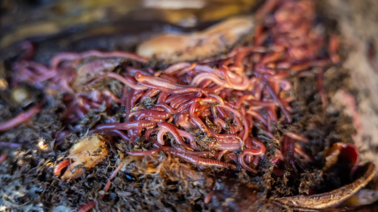 Giải mã bí ẩn tháp giun tròn khổng lồ: Phát hiện đột phá về siêu sinh vật tập thể - Techlade