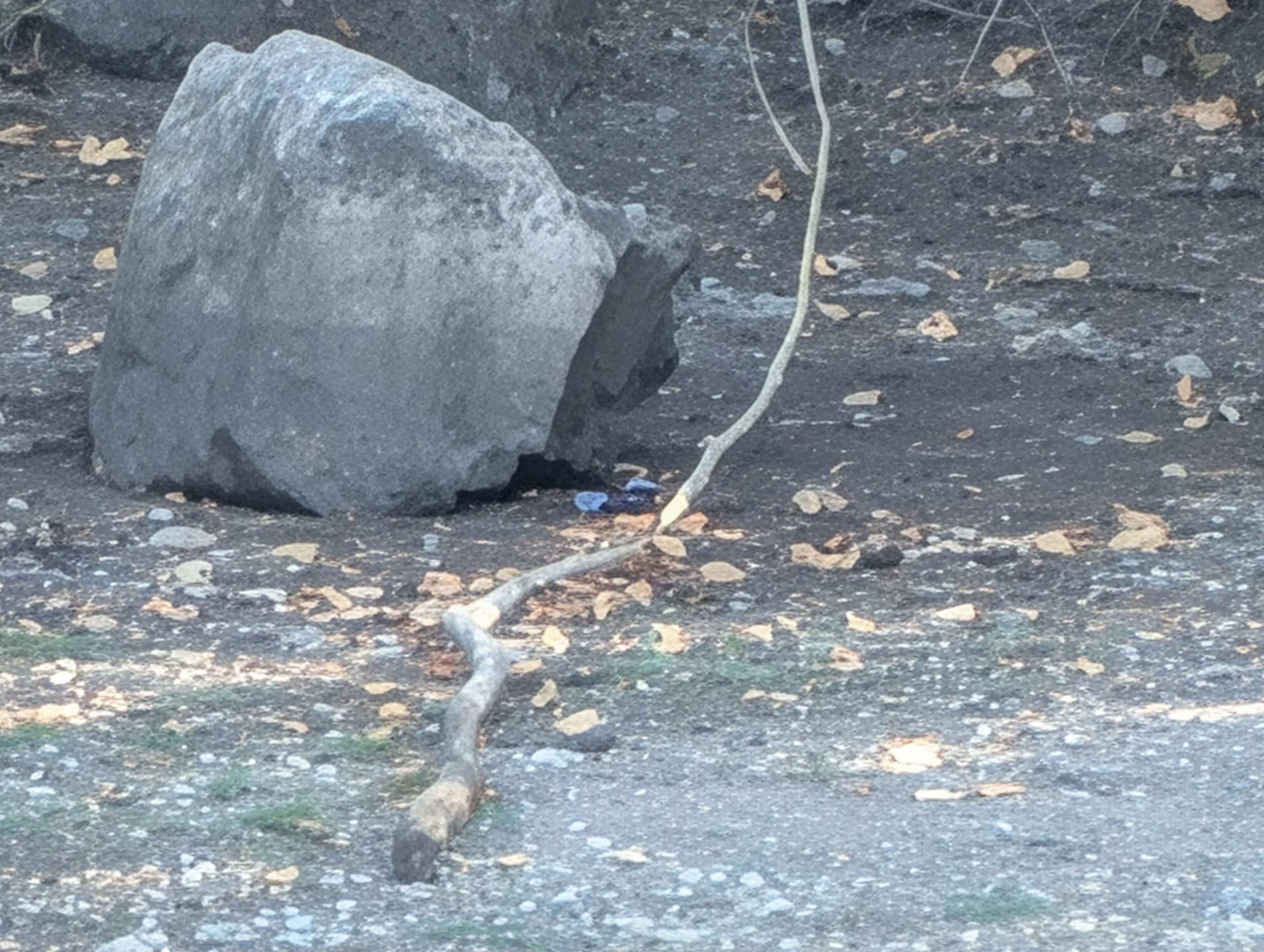 Ảnh chụp từ Pixel 10 Pro sau khi được xử lý bằng Pro Res Zoom