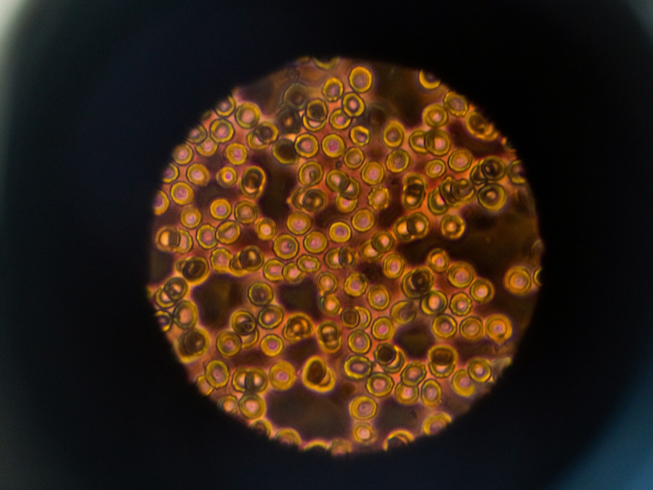 MIT đột phá công nghệ: Kính hiển vi ánh sáng-âm thanh mới chụp ảnh tế bào não - Techlade