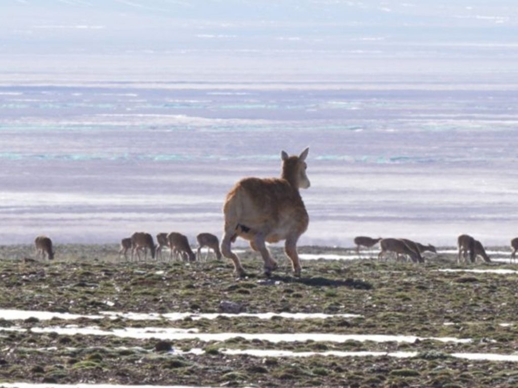 Trung Quốc triển khai linh dương robot AI - Ongkinh