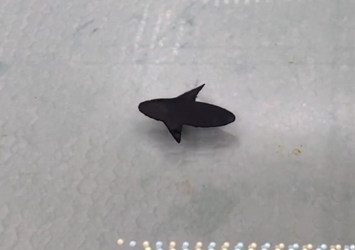 Robot siêu nhỏ "đi bộ trên nước" lấy cảm hứng từ côn trùng nước - Techlade