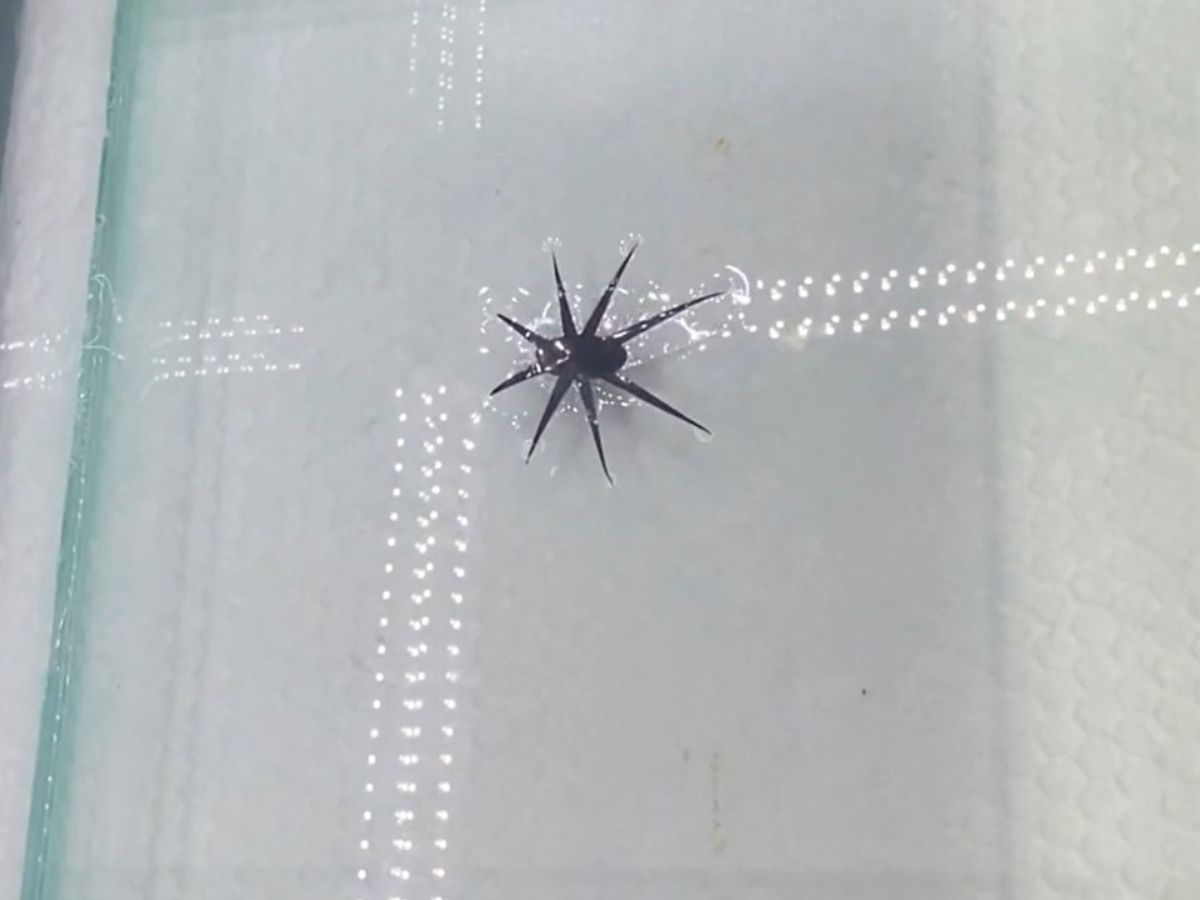 Robot siêu nhỏ "đi bộ trên nước" lấy cảm hứng từ côn trùng nước - Techlade